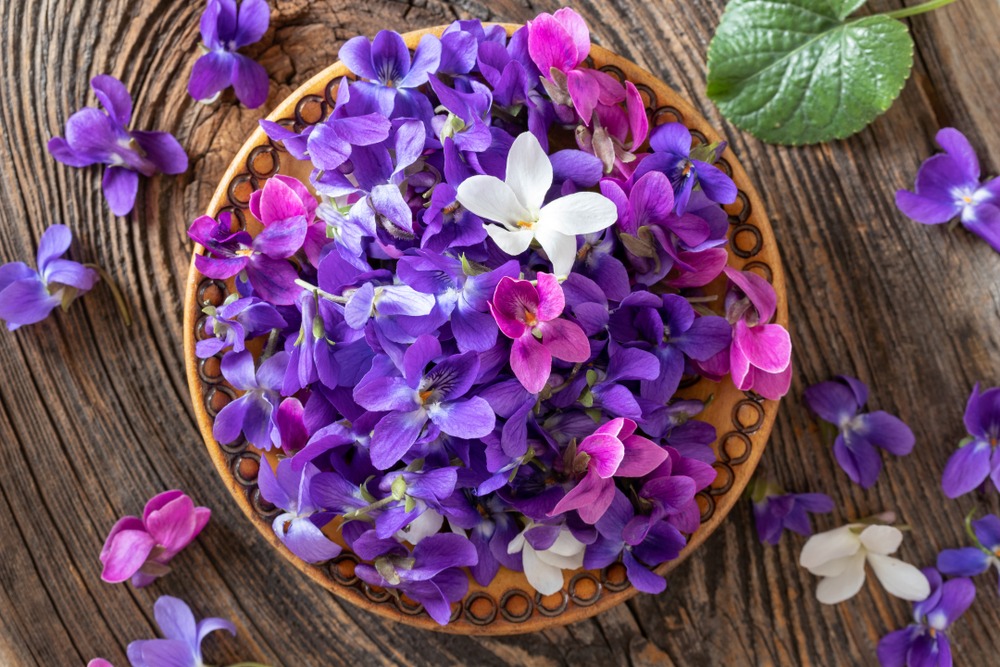 Perennials: Sweet Violet flowers