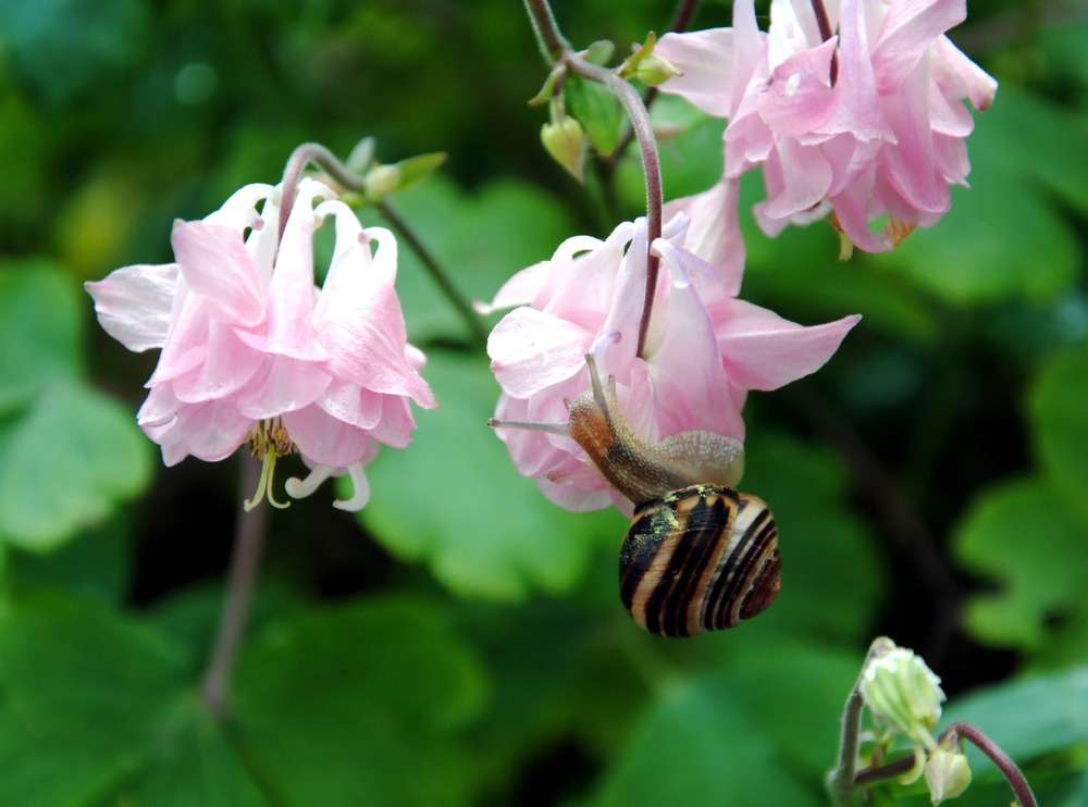 pink flowers of Aquilegia double flower