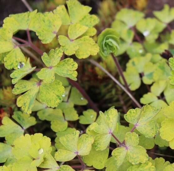 Marbled foliage of Aquilegia Leprechaun Gold