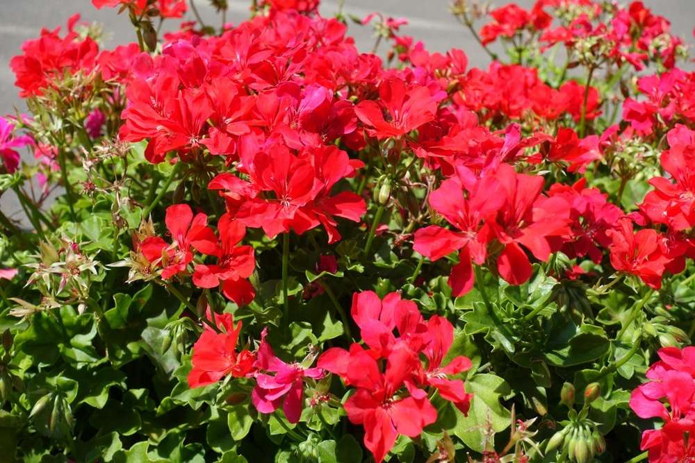 Red Ivy Geranium flowers