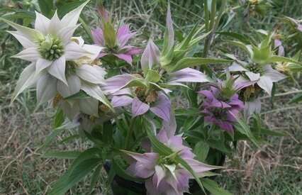Perennials: flowers of Spotted Bee Balm Monarda