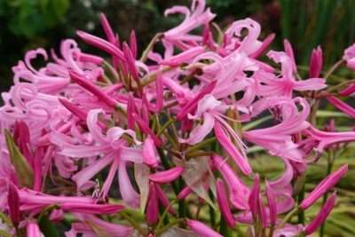Pink blossoms of Nerine Lily