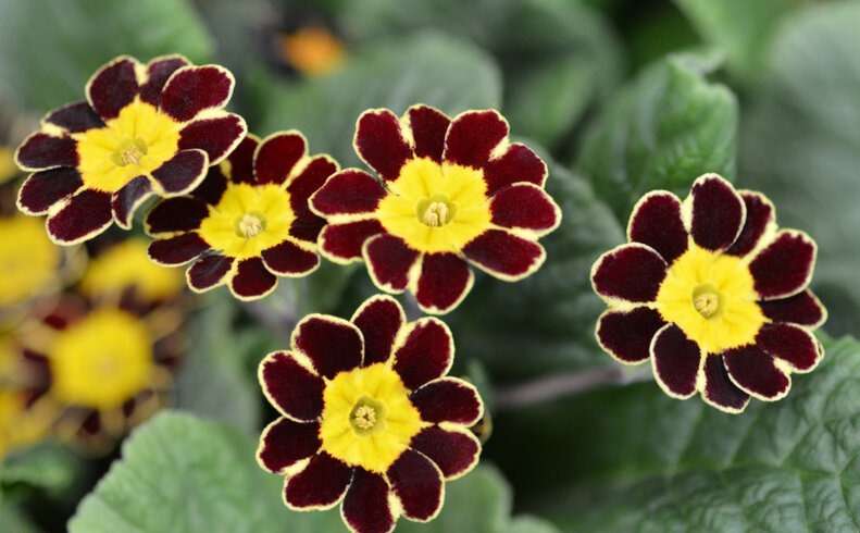 Bumblebee coloured flowers of Primula Victoriana Gold Lace