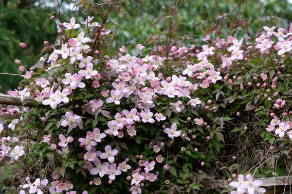 Pink flowers of Clematis Montana Rubens wide view