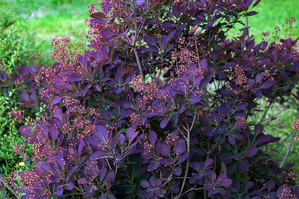 Shrubs and trees: close up of Royal Purple Continus coggyria