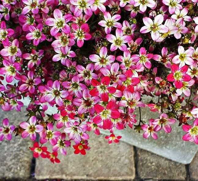 Mixed blooms of Mossy Saxifrage