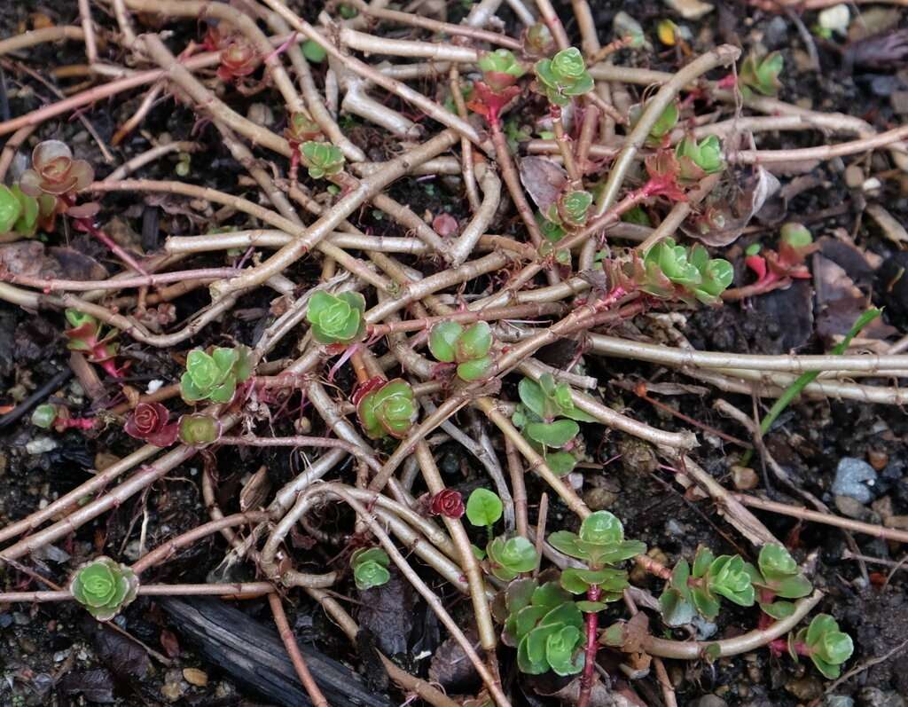 Sedum Purple Carpet showing a mix of green and purple leaves in April