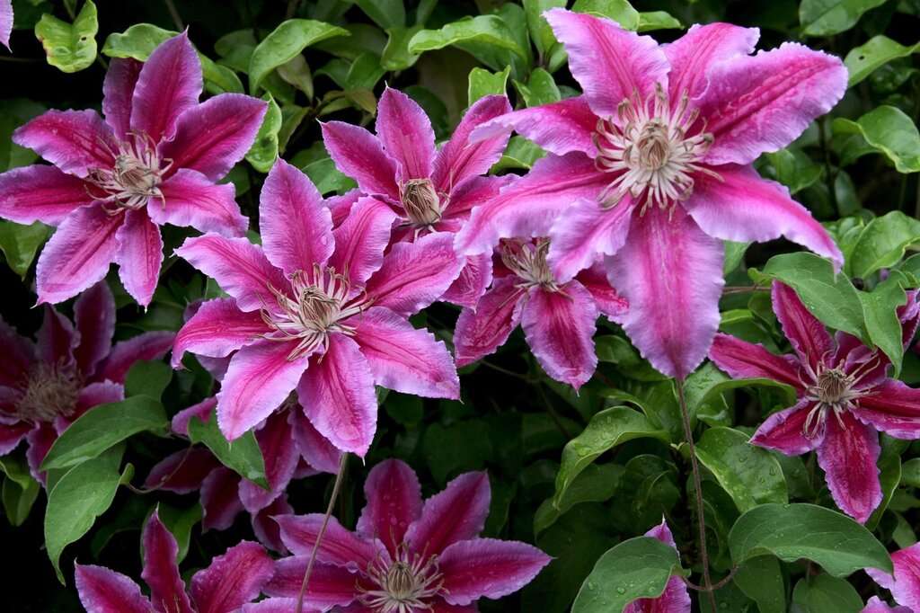 Striped pink flowers of Clematis Nelly Mosher